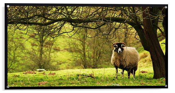 Lonesome ewe Acrylic by Craig Coleran