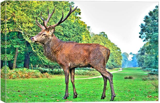 Red Deer, Richmond Park, London, UK Canvas Print by Dawn O'Connor