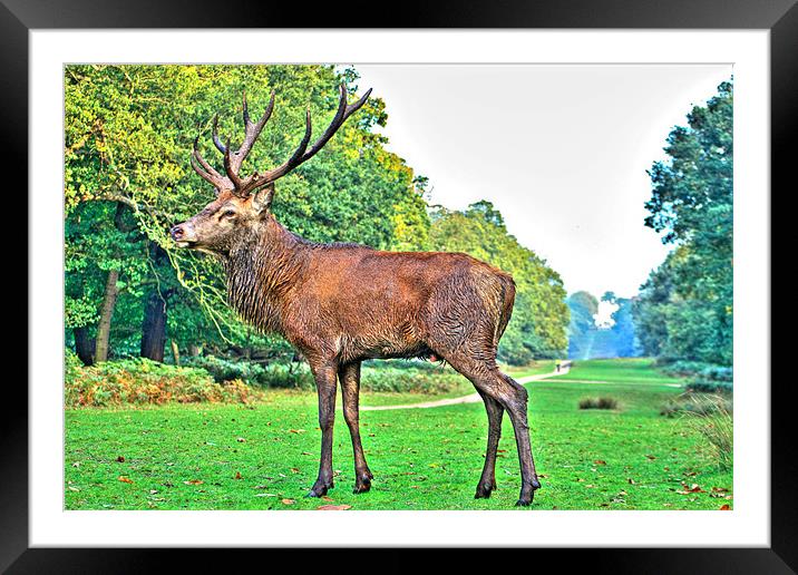 Red Deer, Richmond Park, London, UK Framed Mounted Print by Dawn O'Connor