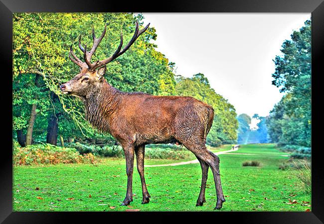 Red Deer, Richmond Park, London, UK Framed Print by Dawn O'Connor
