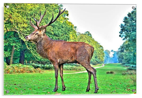 Red Deer, Richmond Park, London, UK Acrylic by Dawn O'Connor