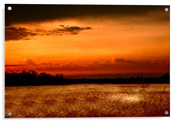 Fenland Evening Sunset Acrylic by Terry Pearce