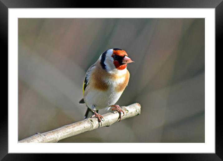 Goldfinch Framed Mounted Print by Donna Collett