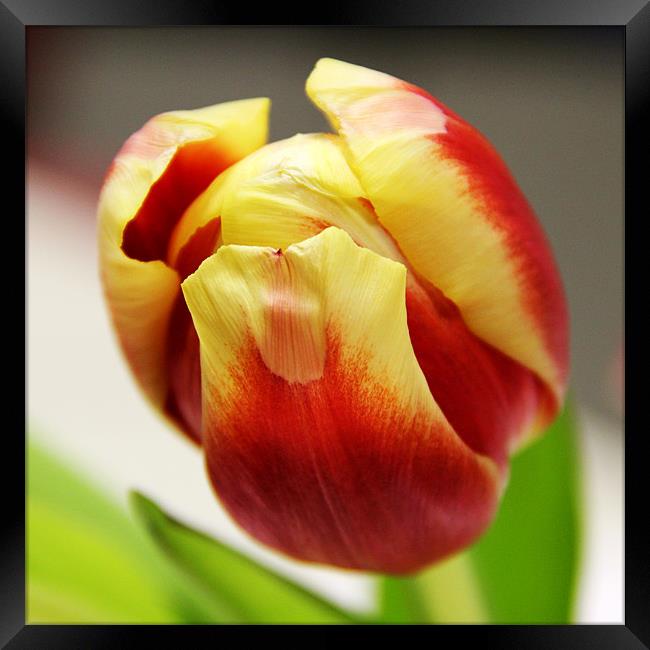 Tulip Framed Print by Chris Turner