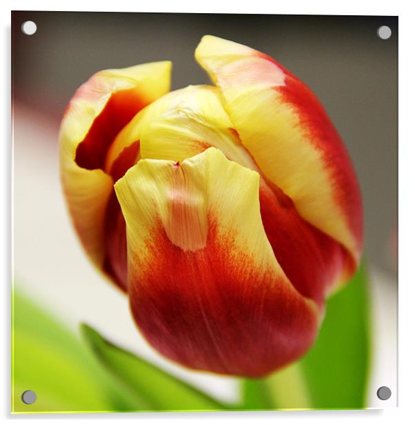 Tulip Acrylic by Chris Turner