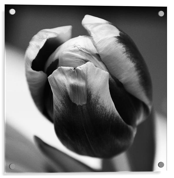 Tulip Acrylic by Chris Turner