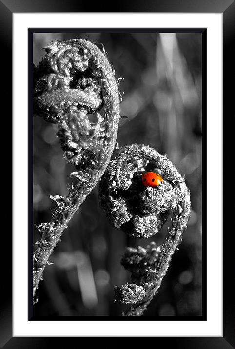blushing ladybird Framed Mounted Print by Craig Coleran