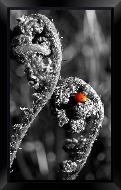 blushing ladybird Framed Print by Craig Coleran