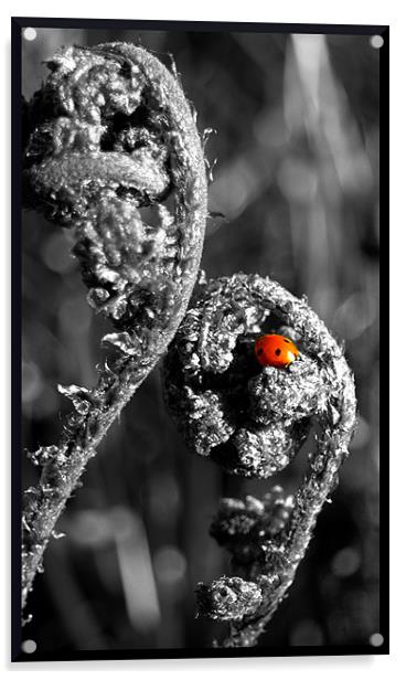 blushing ladybird Acrylic by Craig Coleran