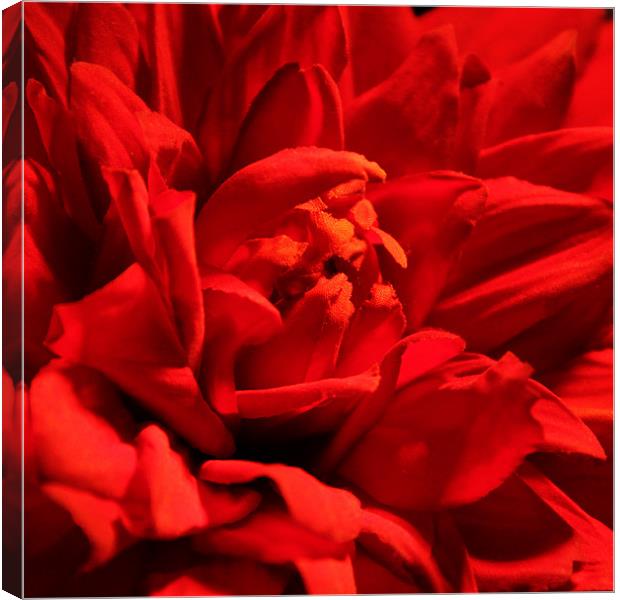 Red dahlia Canvas Print by Chris Turner