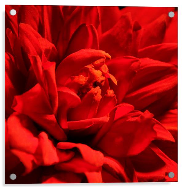 Red dahlia Acrylic by Chris Turner