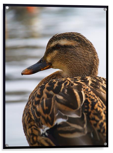 posing duck Acrylic by Craig Coleran