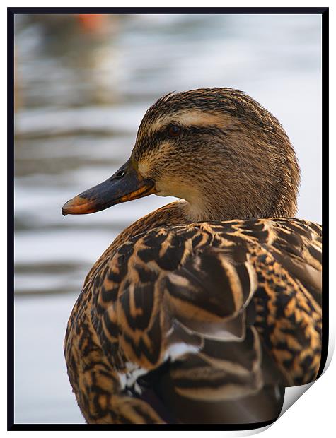 posing duck Print by Craig Coleran