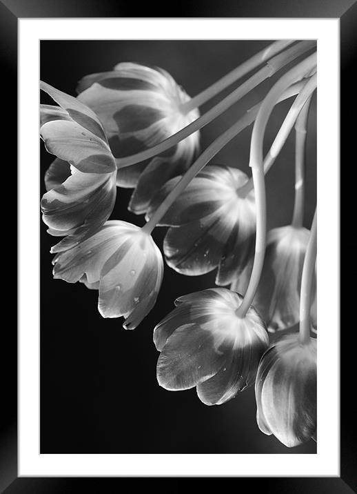 Tulips Framed Mounted Print by Dawn Cox