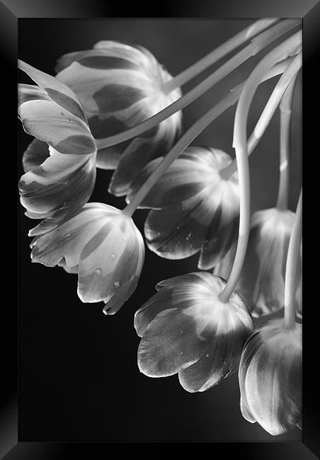 Tulips Framed Print by Dawn Cox