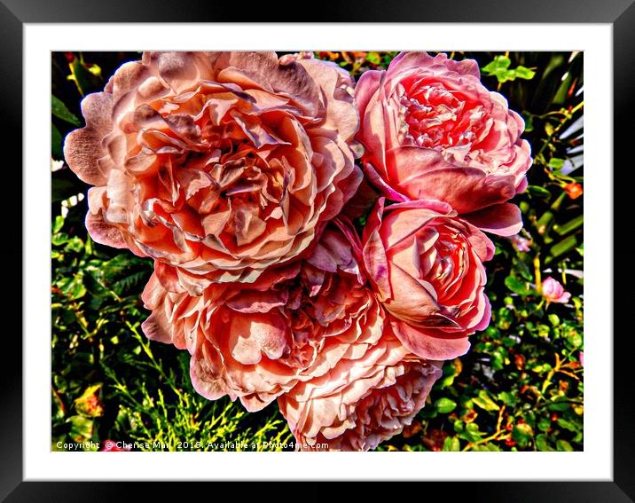 A bouquet of pink rose flowers         Framed Mounted Print by Cherise Man