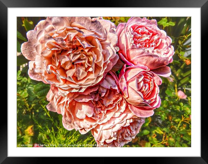 A bouquet of pink rose flowers         Framed Mounted Print by Cherise Man
