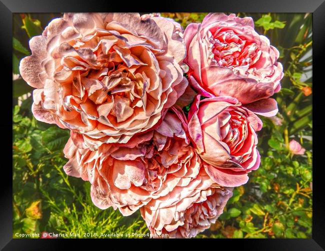 A bouquet of pink rose flowers         Framed Print by Cherise Man