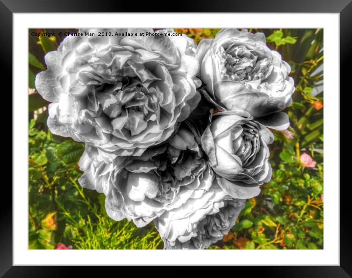 A black and white bouquet of pink rose flowers Framed Mounted Print by Cherise Man