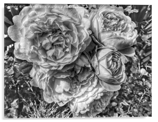 A black and white bouquet of pink rose flowers Acrylic by Cherise Man