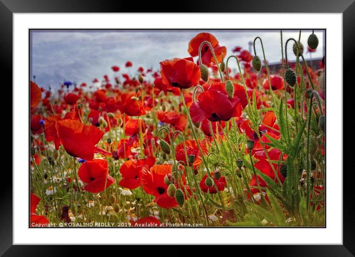 "Poppies in the breeze" Framed Mounted Print by ROS RIDLEY