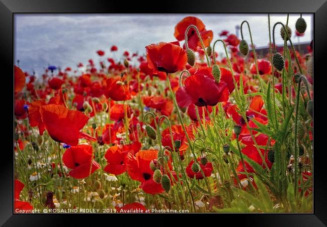 "Poppies in the breeze" Framed Print by ROS RIDLEY