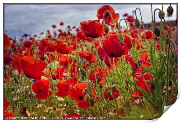 "Poppies in the breeze" Print by ROS RIDLEY