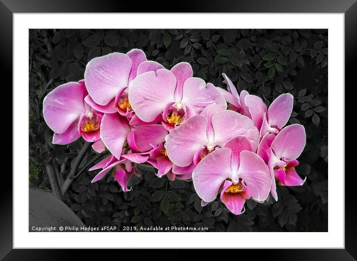 Orchids    Framed Mounted Print by Philip Hodges aFIAP ,