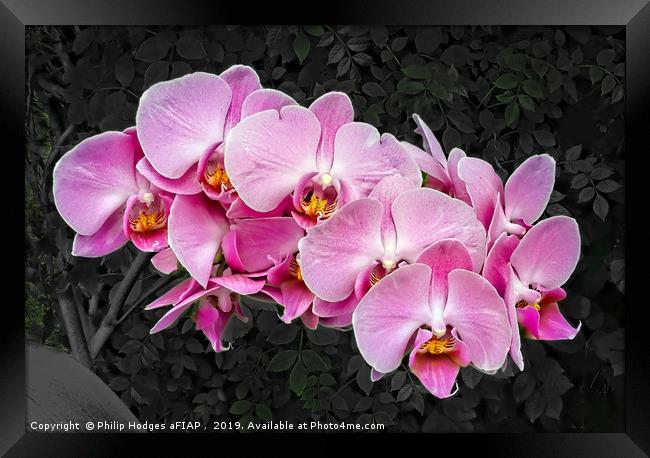 Orchids    Framed Print by Philip Hodges aFIAP ,