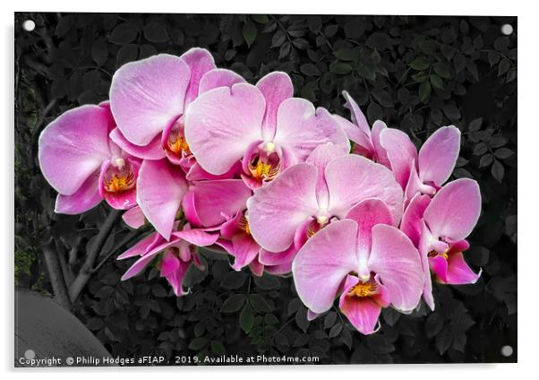 Orchids    Acrylic by Philip Hodges aFIAP ,