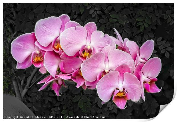 Orchids    Print by Philip Hodges aFIAP ,