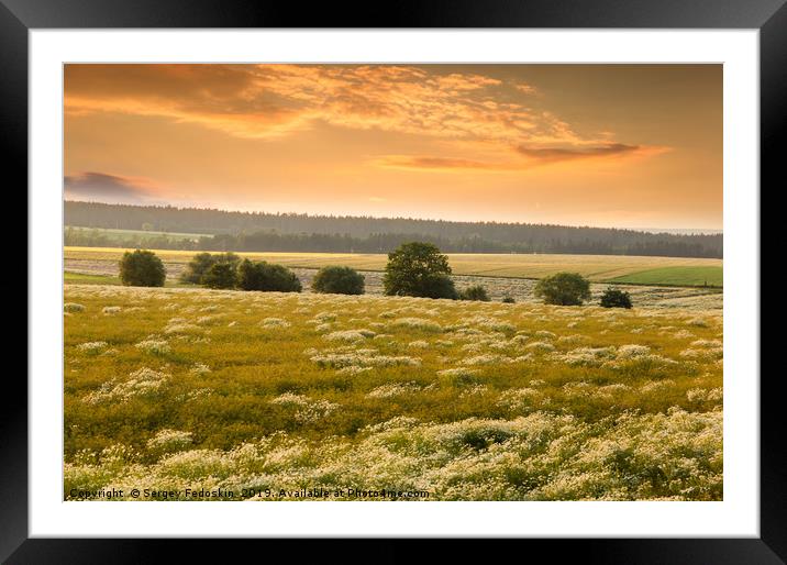 Blooming camomile flowers on a sunset. Medical cha Framed Mounted Print by Sergey Fedoskin