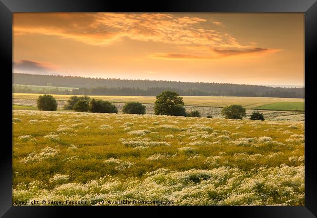 Blooming camomile flowers on a sunset. Medical cha Framed Print by Sergey Fedoskin