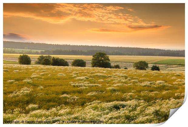 Blooming camomile flowers on a sunset. Medical cha Print by Sergey Fedoskin