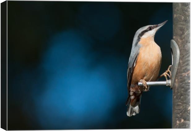 Eurasian nuthatch Canvas Print by Andrew Michael