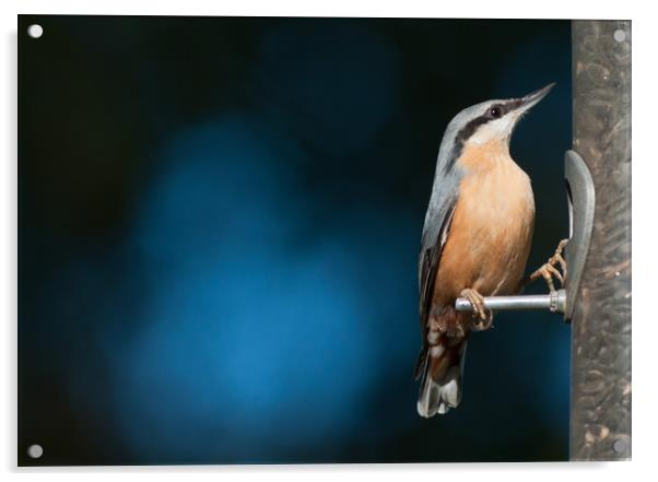 Eurasian nuthatch Acrylic by Andrew Michael