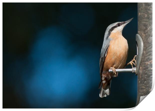 Eurasian nuthatch Print by Andrew Michael