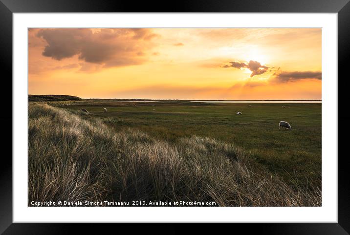 German grassland landscape with sheep at sunrise Framed Mounted Print by Daniela Simona Temneanu