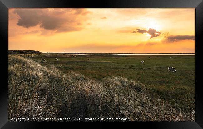 German grassland landscape with sheep at sunrise Framed Print by Daniela Simona Temneanu