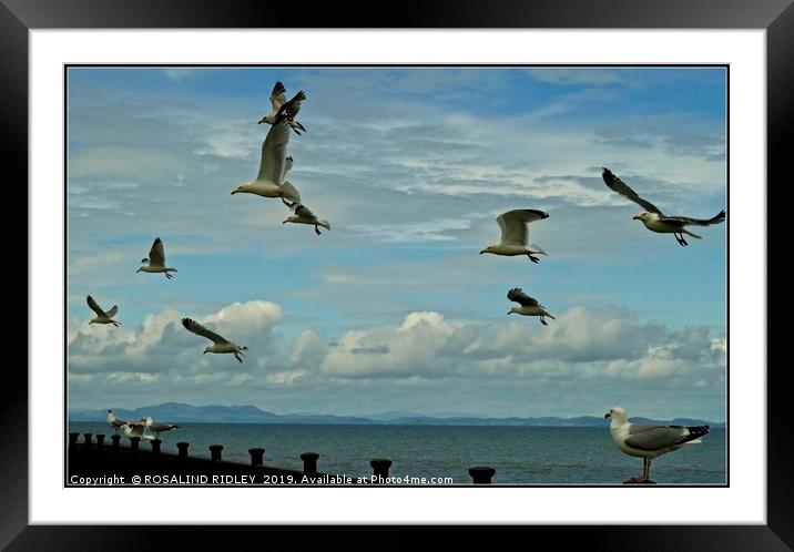 "Freedom" Framed Mounted Print by ROS RIDLEY