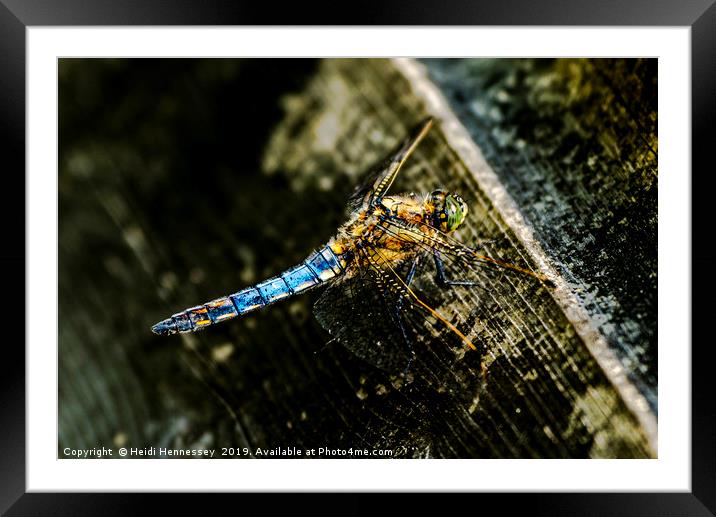 Majestic Dragonfly Takes a Breather Framed Mounted Print by Heidi Hennessey