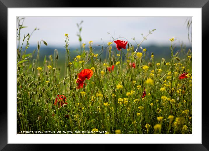 Wild Flowers Framed Mounted Print by Paul Brewer