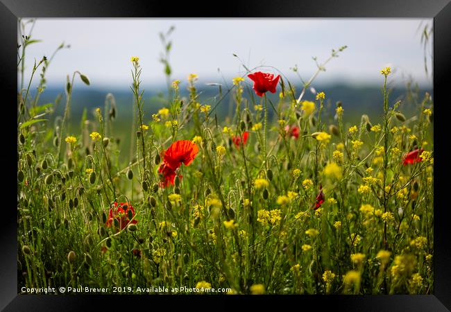 Wild Flowers Framed Print by Paul Brewer