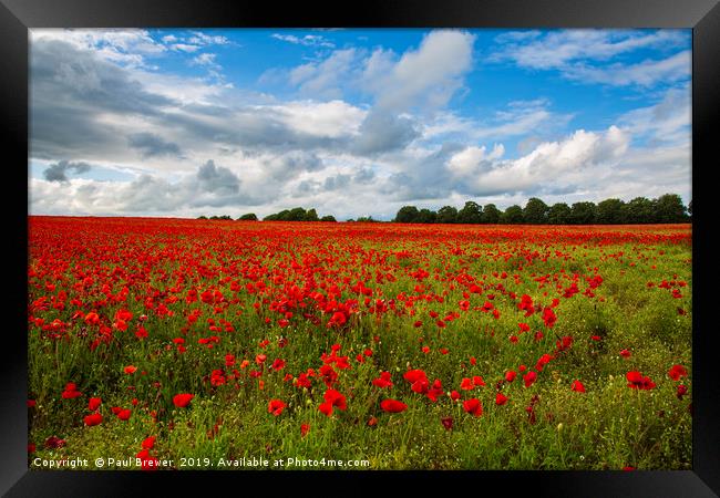 Sea of Poppies  Framed Print by Paul Brewer