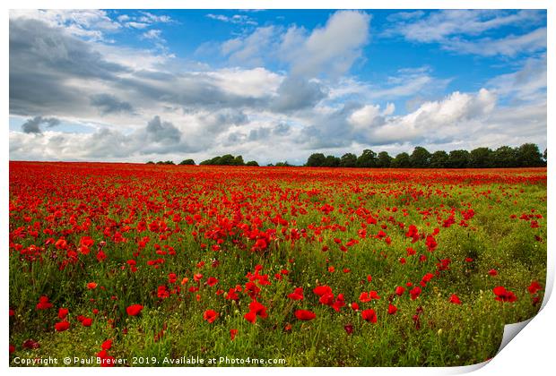 Sea of Poppies  Print by Paul Brewer