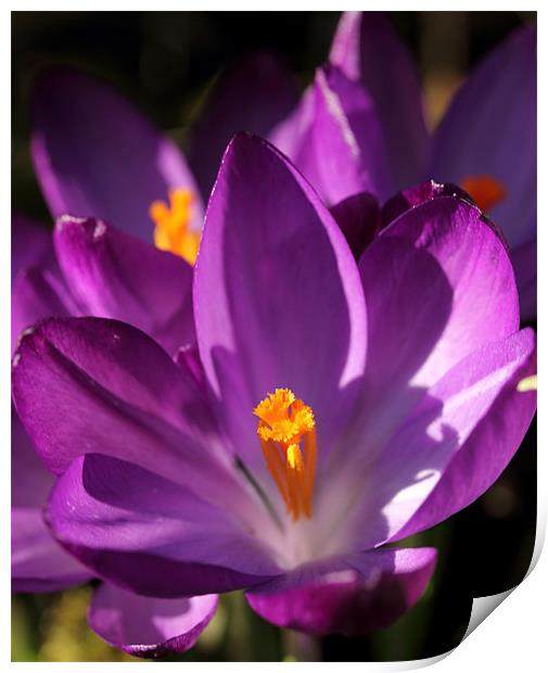 Crocus Print by Brian Beckett