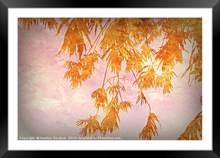 Branches of Golden Rain Framed Mounted Print by Heather Goodwin