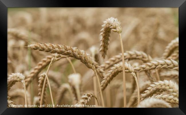 Golden Wheat Framed Print by DiFigiano Photography