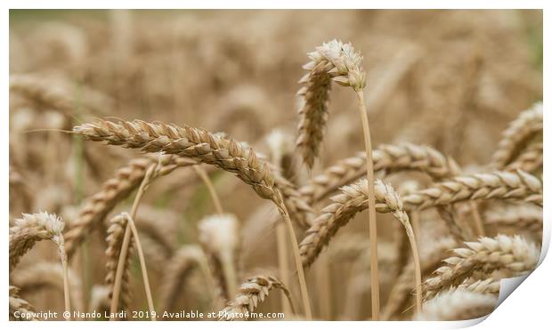 Golden Wheat Print by DiFigiano Photography
