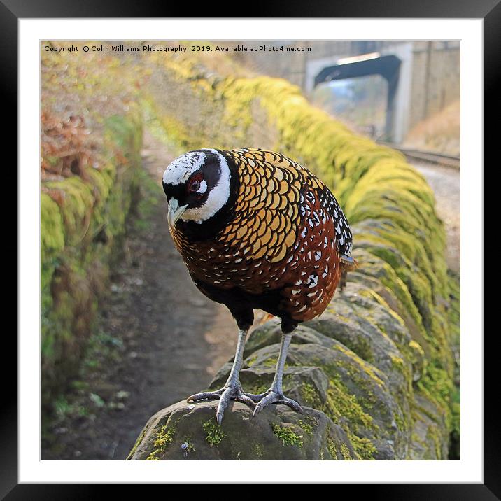A Very Rare Reeves  Pheasant seen near Haworth  Framed Mounted Print by Colin Williams Photography